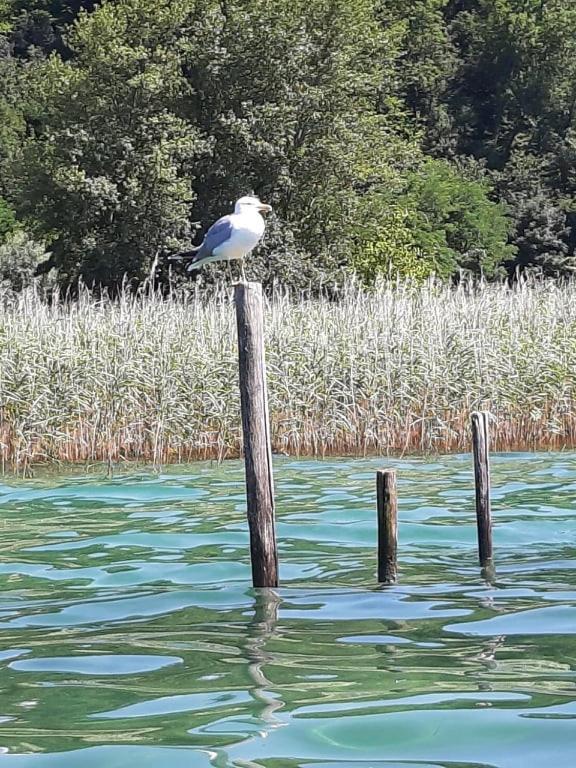 Le Lamartine, Vue Magnifique Face Au Lac Du Bourget Aix-les-Bains Exteriör bild